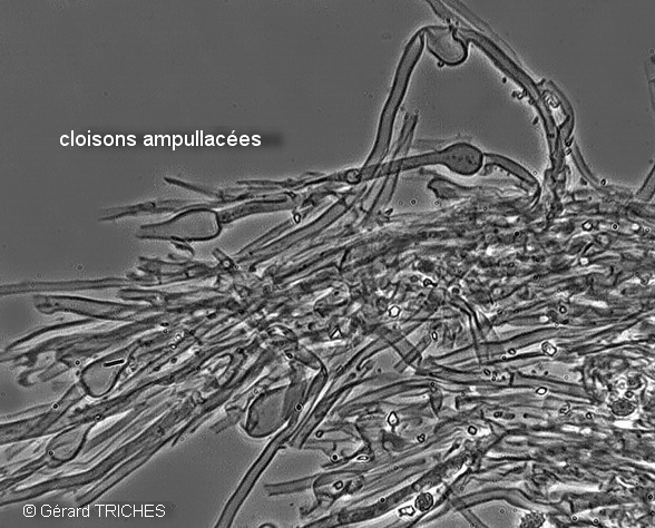 Trechispora mollusca ? (Trechispora mollusca)